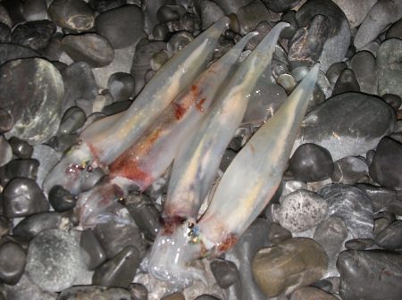 湾内は太刀魚、石津浜がヤリイカ絶好調！！！…